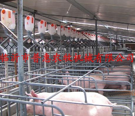 Automatic feeding ( quantitative feeding sow sow )