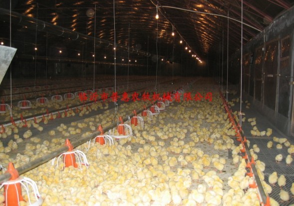 肉鸡自动加料/肉鸡料线/肉鸡饮水器/畜禽环境控制图片
